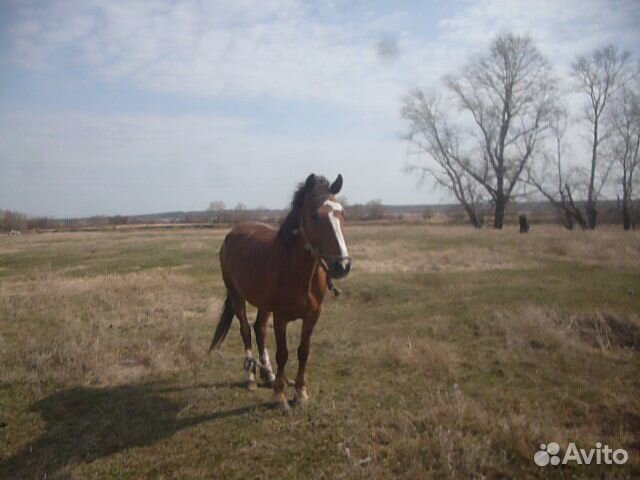 Продам лошадь или купить на Зозу.ру - фотография № 2
