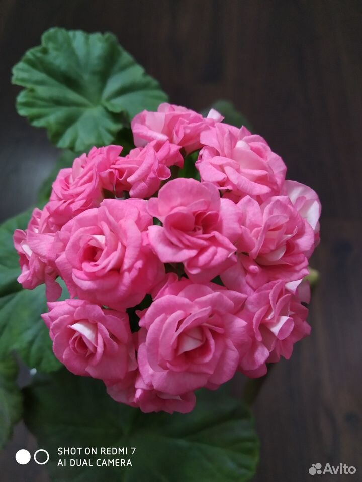 Пеларгония antique rose grangier (античная роза) купить на Зозу.ру - фотография № 1