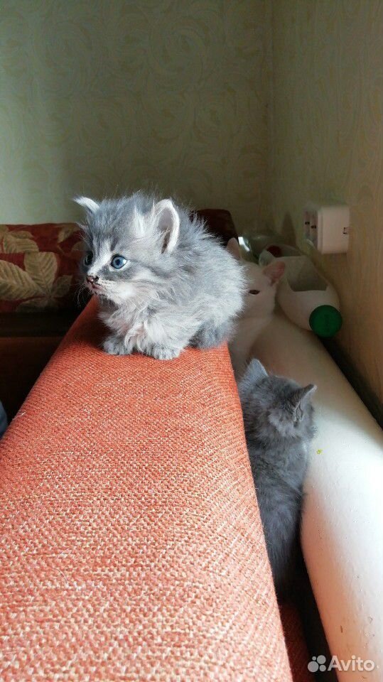 Кошечки купить на Зозу.ру - фотография № 3