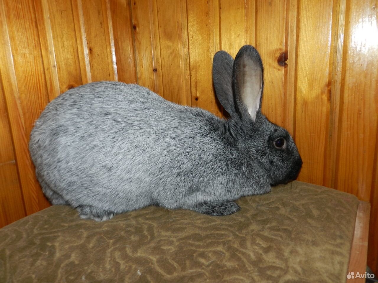 Купить кролика в курске. Серебристый кролик. Курский кролик. Фото породы серебристый (Полтавское серебро).