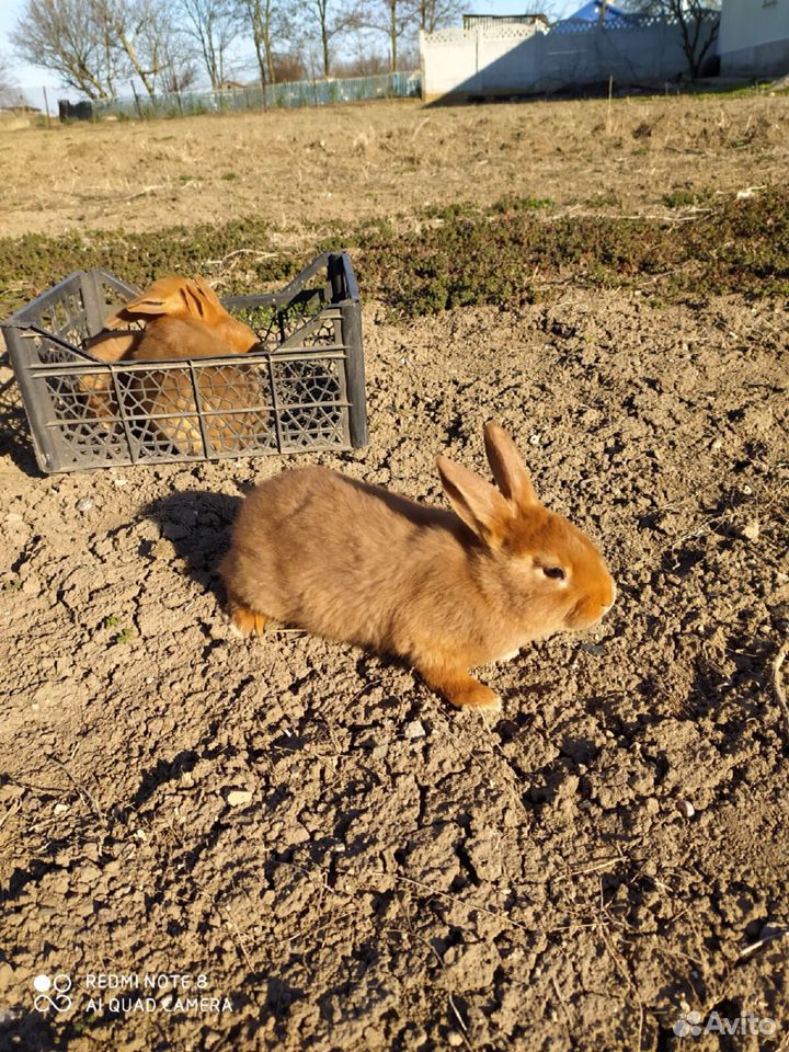 Кролики нзк и Калифорниец купить на Зозу.ру - фотография № 7