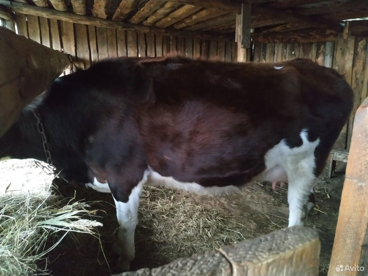 Молодая корова, дойная и первотелок купить на Зозу.ру - фотография № 1