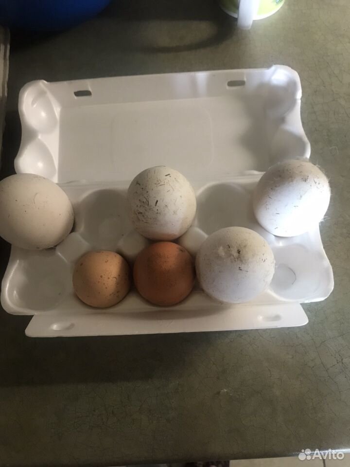 Инкубационное яйцо гусиное, куриное купить на Зозу.ру - фотография № 2