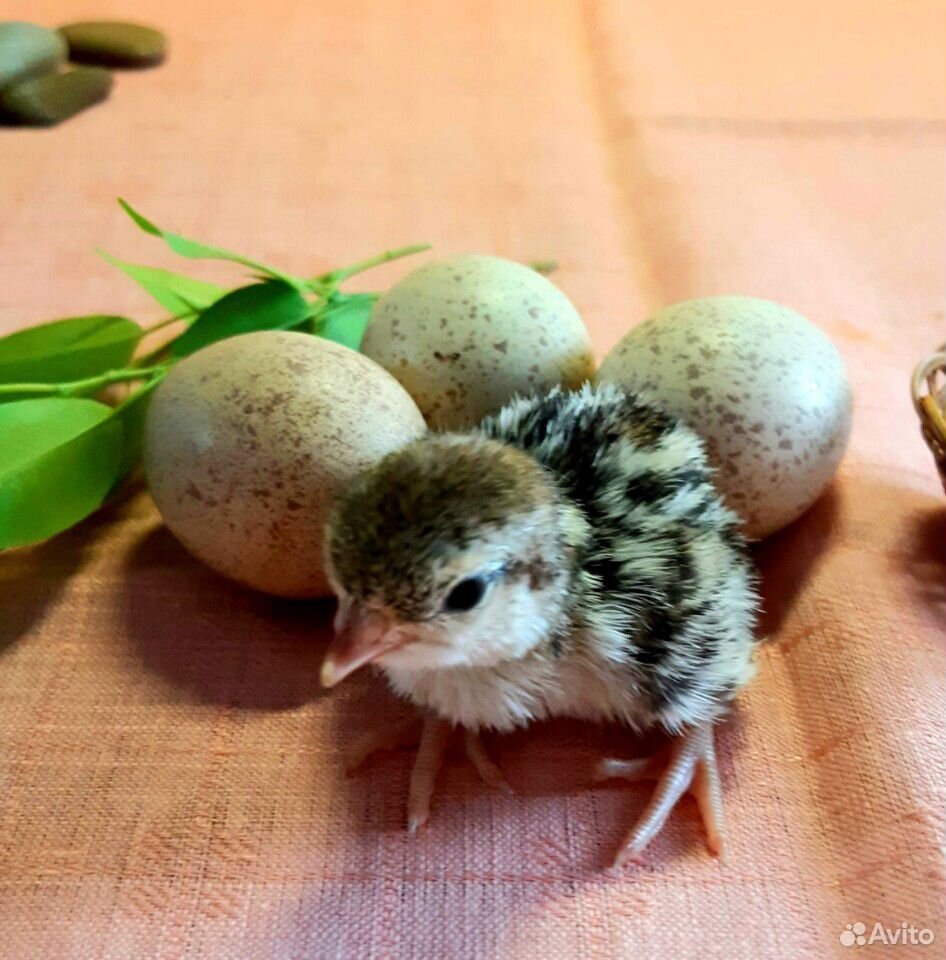 Кеклики, инкубационное яйцо, цыплята купить на Зозу.ру - фотография № 6