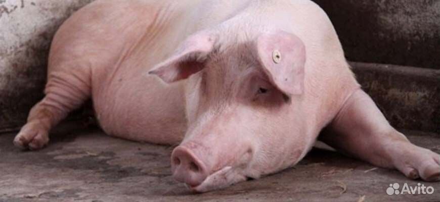 Продам свинью на мясо купить на Зозу.ру - фотография № 1