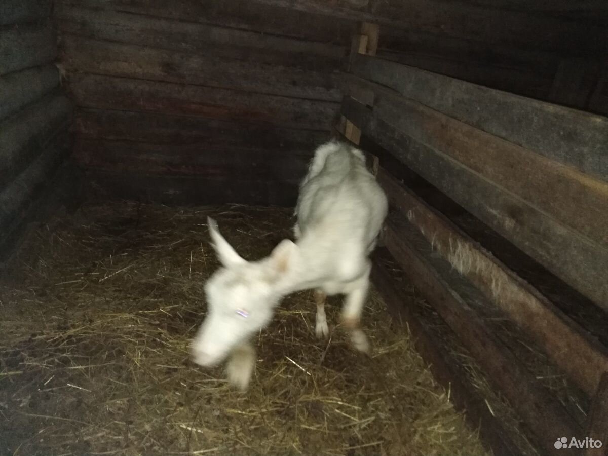 Продаются дойные козы и молодняк возраст 5 месяцев купить на Зозу.ру - фотография № 4