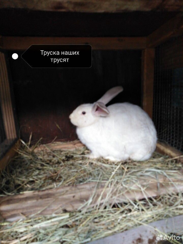 Продам кроликов 1.5-4.0 месячных купить на Зозу.ру - фотография № 3