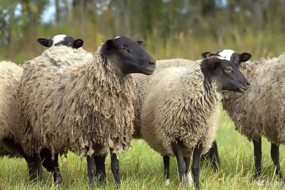 Овцы романовские, баран курдючный,коза купить на Зозу.ру - фотография № 1