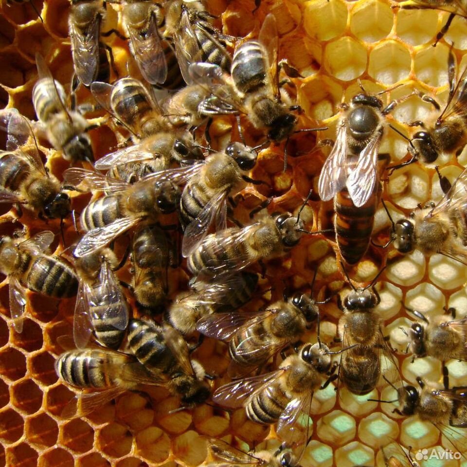 Прадам пчёл купить на Зозу.ру - фотография № 1