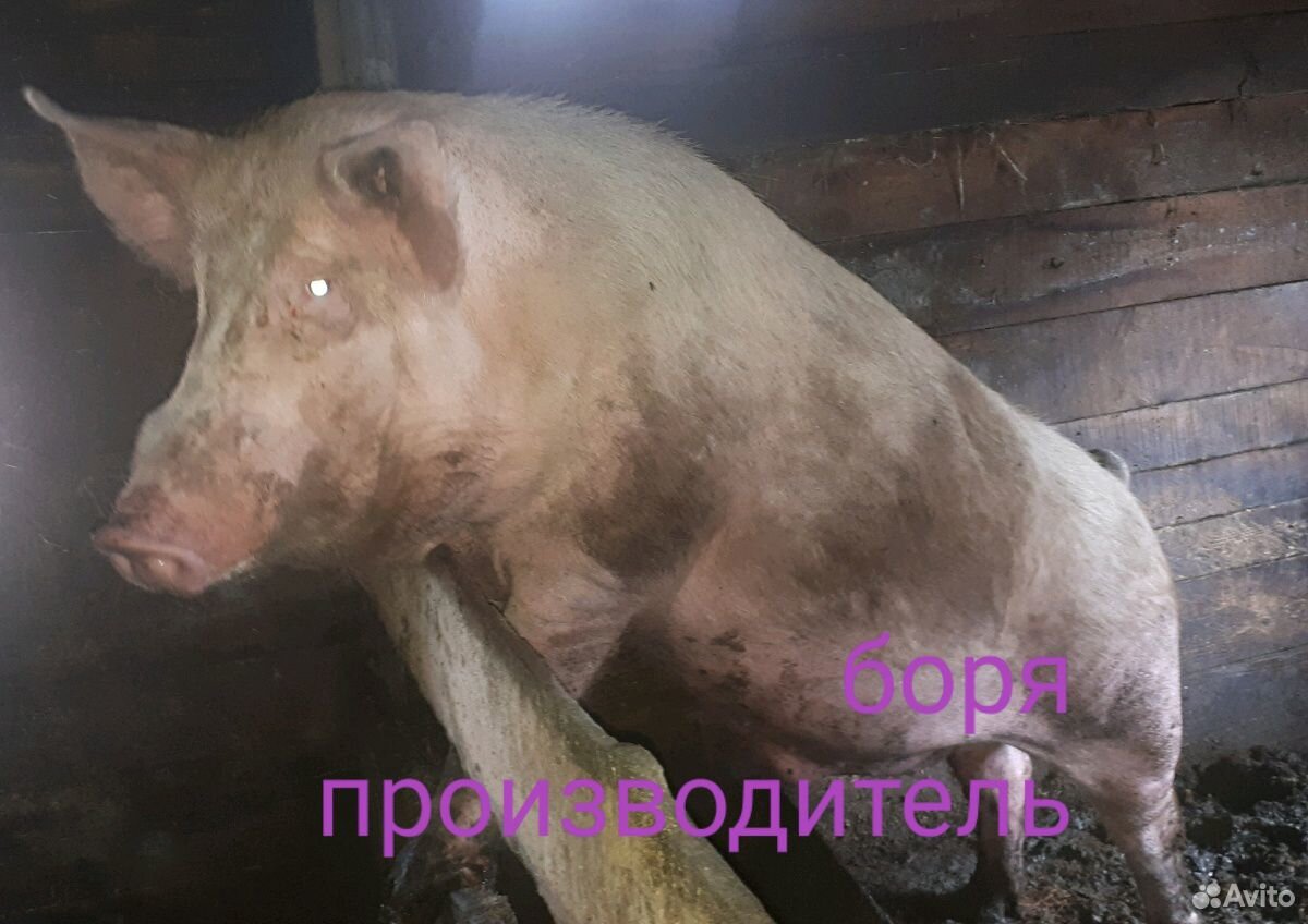 Продам свиноматку купить на Зозу.ру - фотография № 7