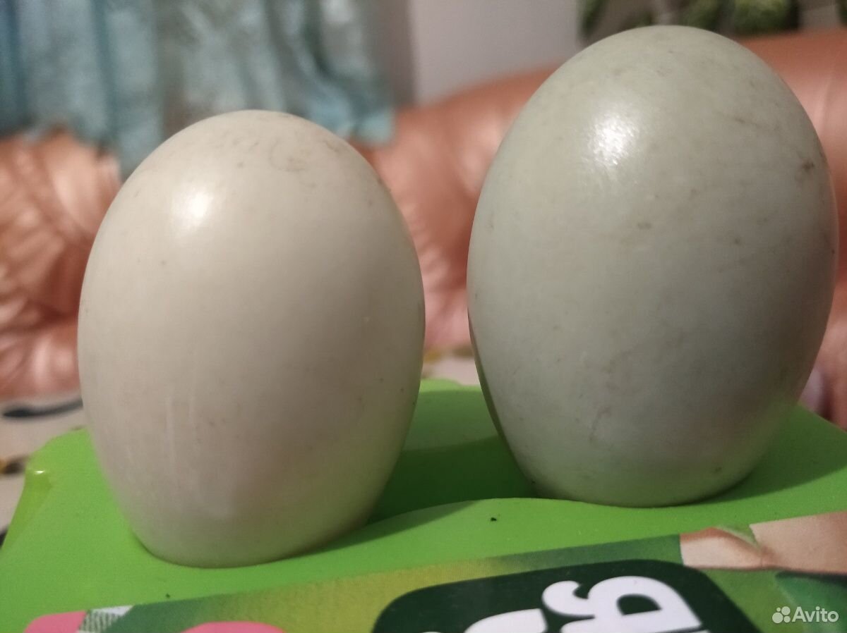 Яйцо подсадной утки купить на Зозу.ру - фотография № 1