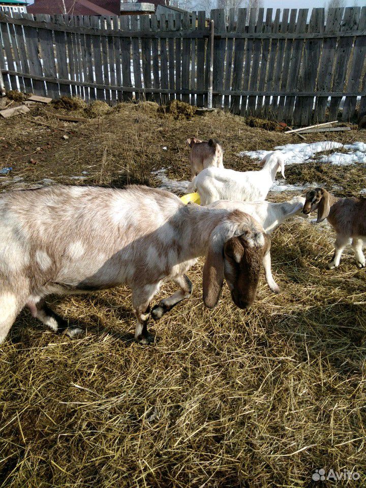 Нубийских козы купить на Зозу.ру - фотография № 1