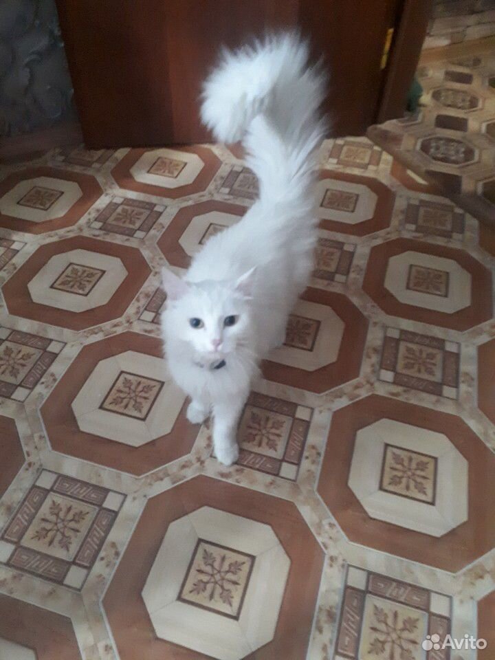 Котенок белый сибирский с приданым купить на Зозу.ру - фотография № 4