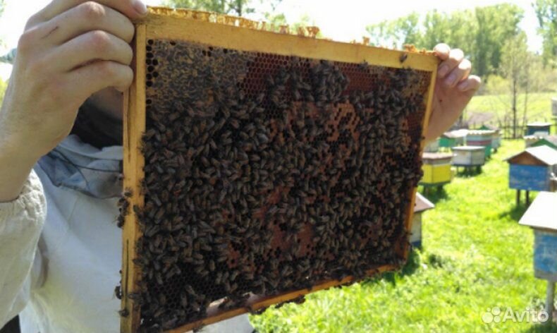 Продам пчело пакеты цена договорная купить на Зозу.ру - фотография № 1