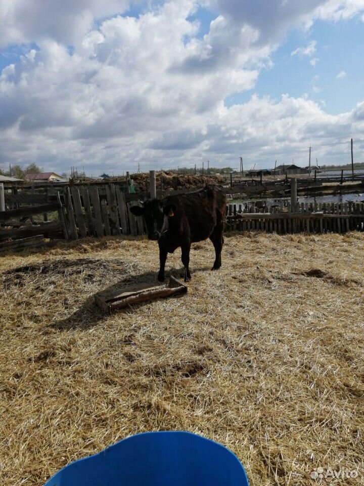 Крупно-рогатый скот купить на Зозу.ру - фотография № 1