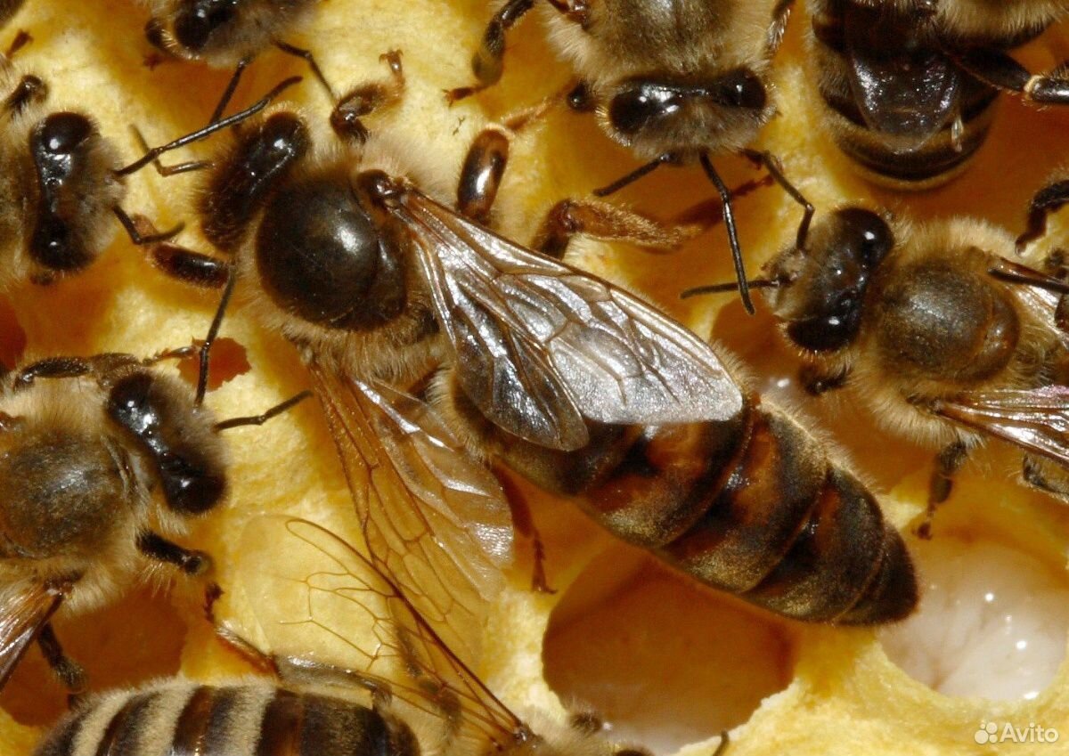 Продам пчелосемьи купить на Зозу.ру - фотография № 2