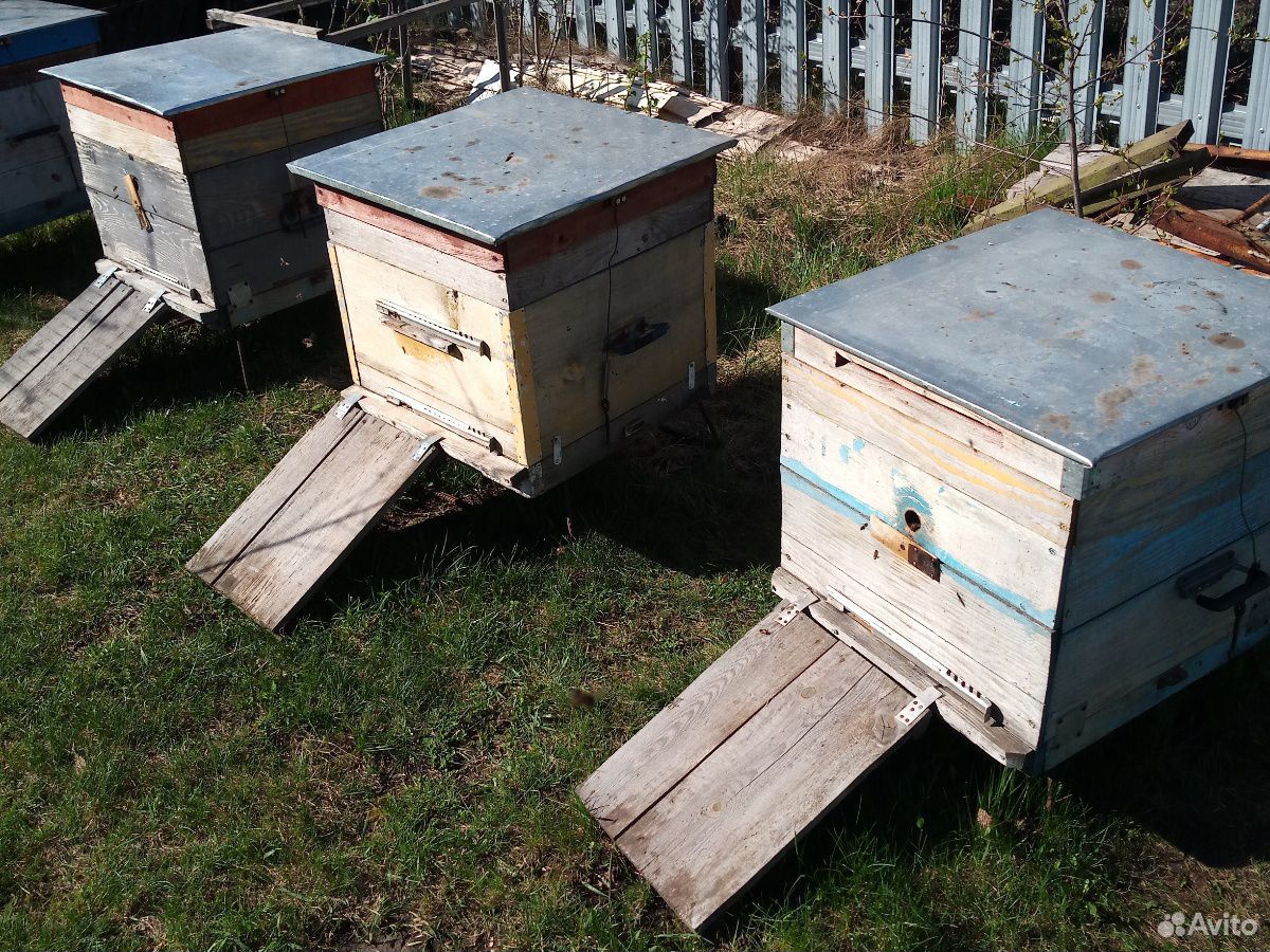 Пчелы. Пчелосемьи купить на Зозу.ру - фотография № 3