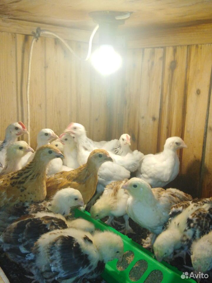 Цыплята разных пород купить на Зозу.ру - фотография № 7