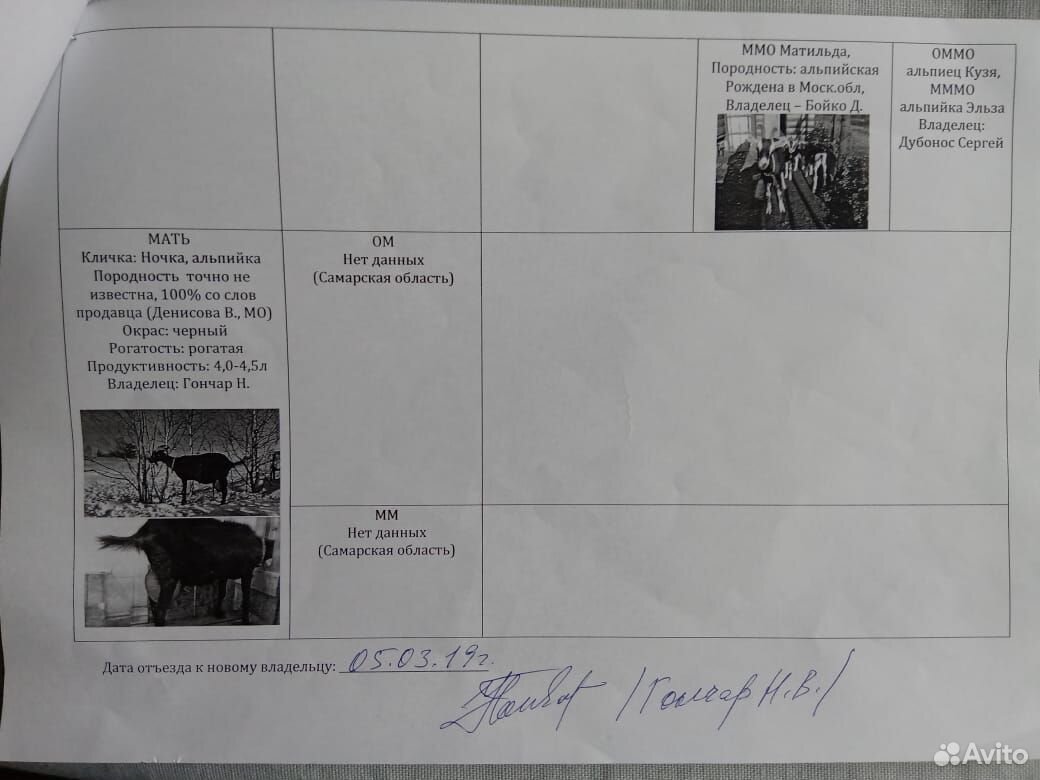 Племенной черный козел альпийский купить на Зозу.ру - фотография № 7
