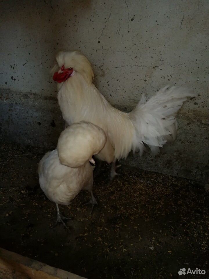 Яйцо, цыплята, куры, петухи купить на Зозу.ру - фотография № 6
