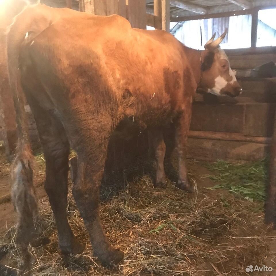 Корова с бычком купить на Зозу.ру - фотография № 1