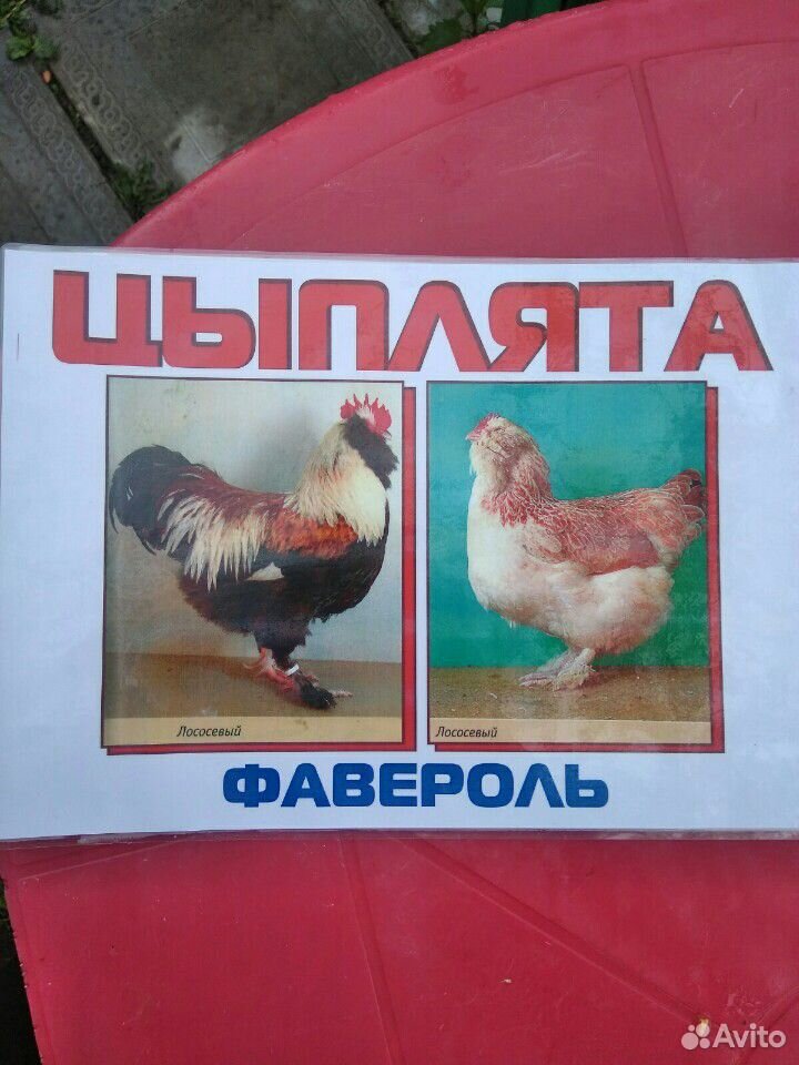 Купить цыплят в тульской