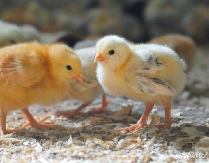 Маленькие цыплята. 2х недельные цыплята. Генномодифицированные цыплята. Фото маленьких цыплят.