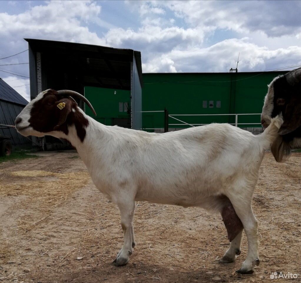 Бурские(Boer goat) козёл и коза купить на Зозу.ру - фотография № 3