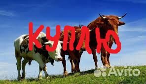 Крс и лошади на убой и откорм купить на Зозу.ру - фотография № 1