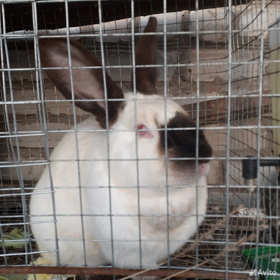 Кролики белые голландске и чёрный самец купить на Зозу.ру - фотография № 3