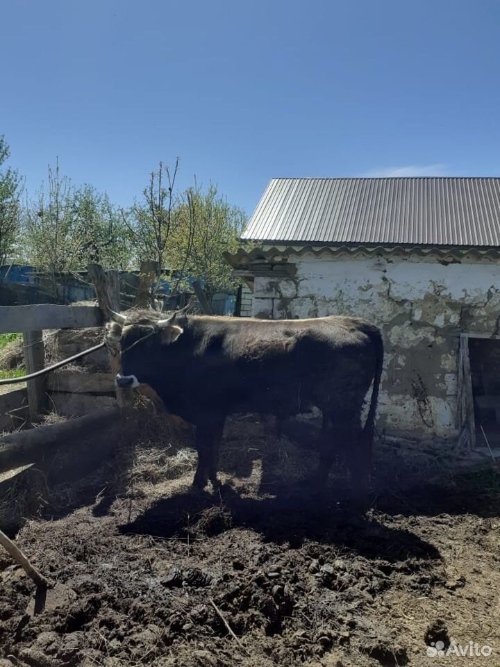 Откормленные бычки купить на Зозу.ру - фотография № 4