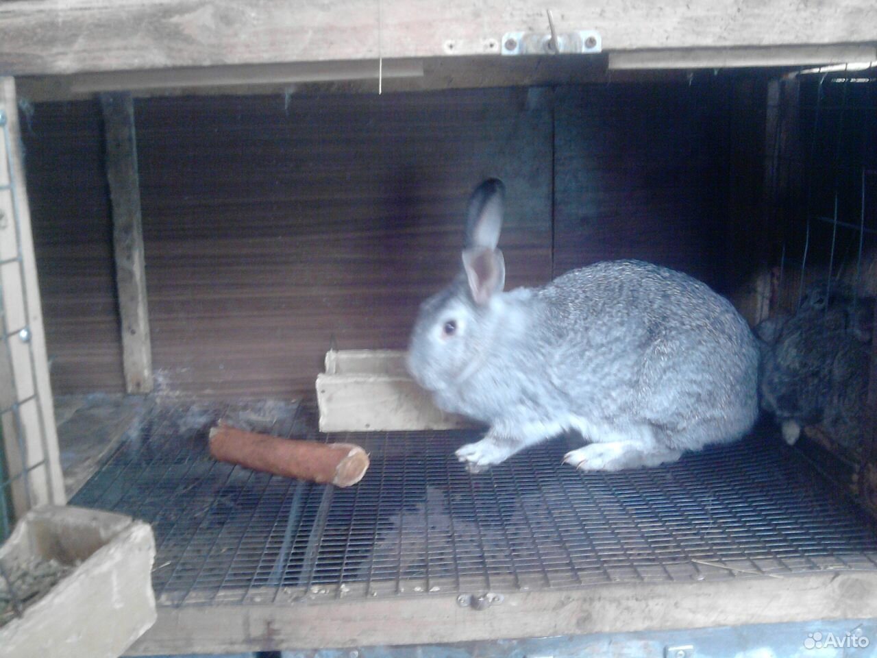 Мясо кролика купить на Зозу.ру - фотография № 4