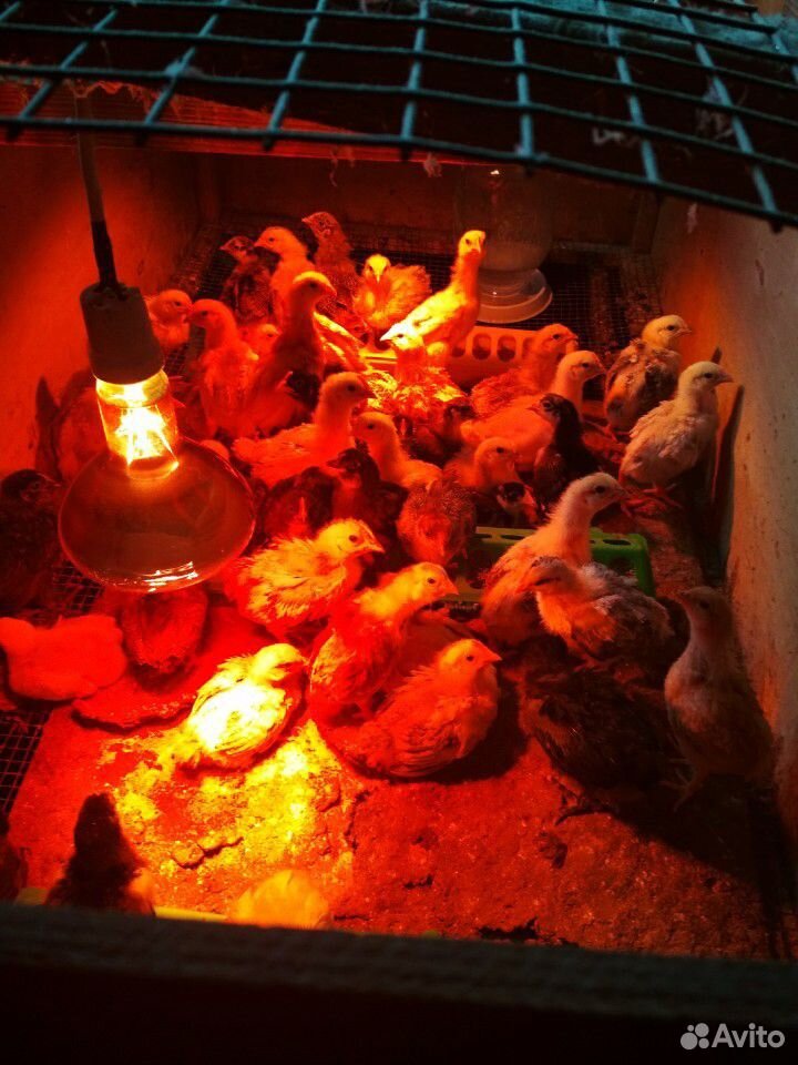 Домашние цыплята купить на Зозу.ру - фотография № 2
