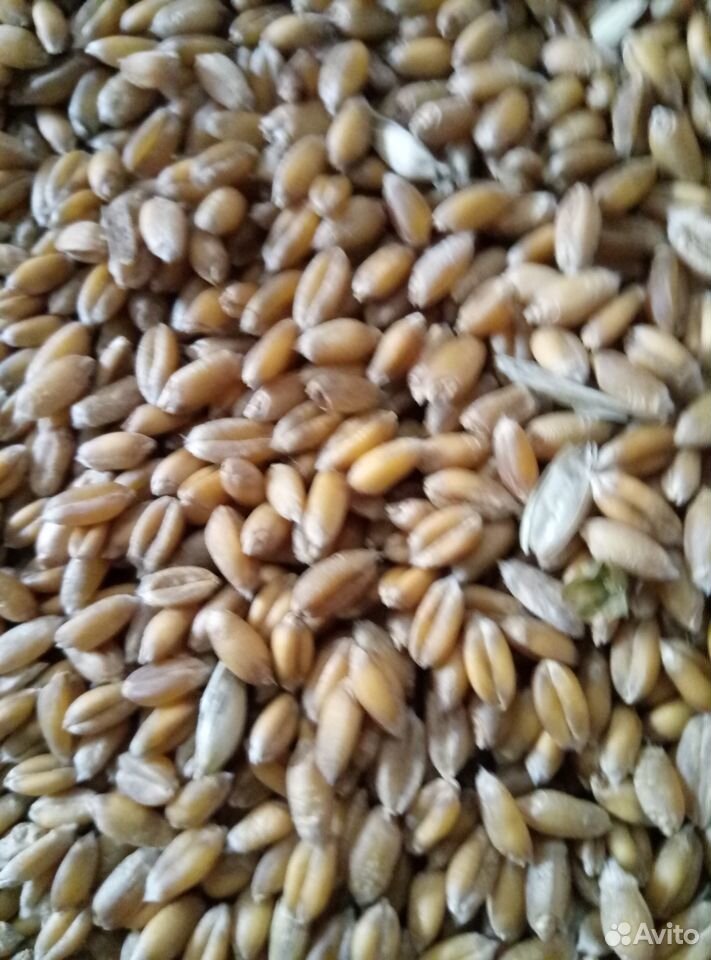 Зерно пшеницы, ячменя овес купить на Зозу.ру - фотография № 2