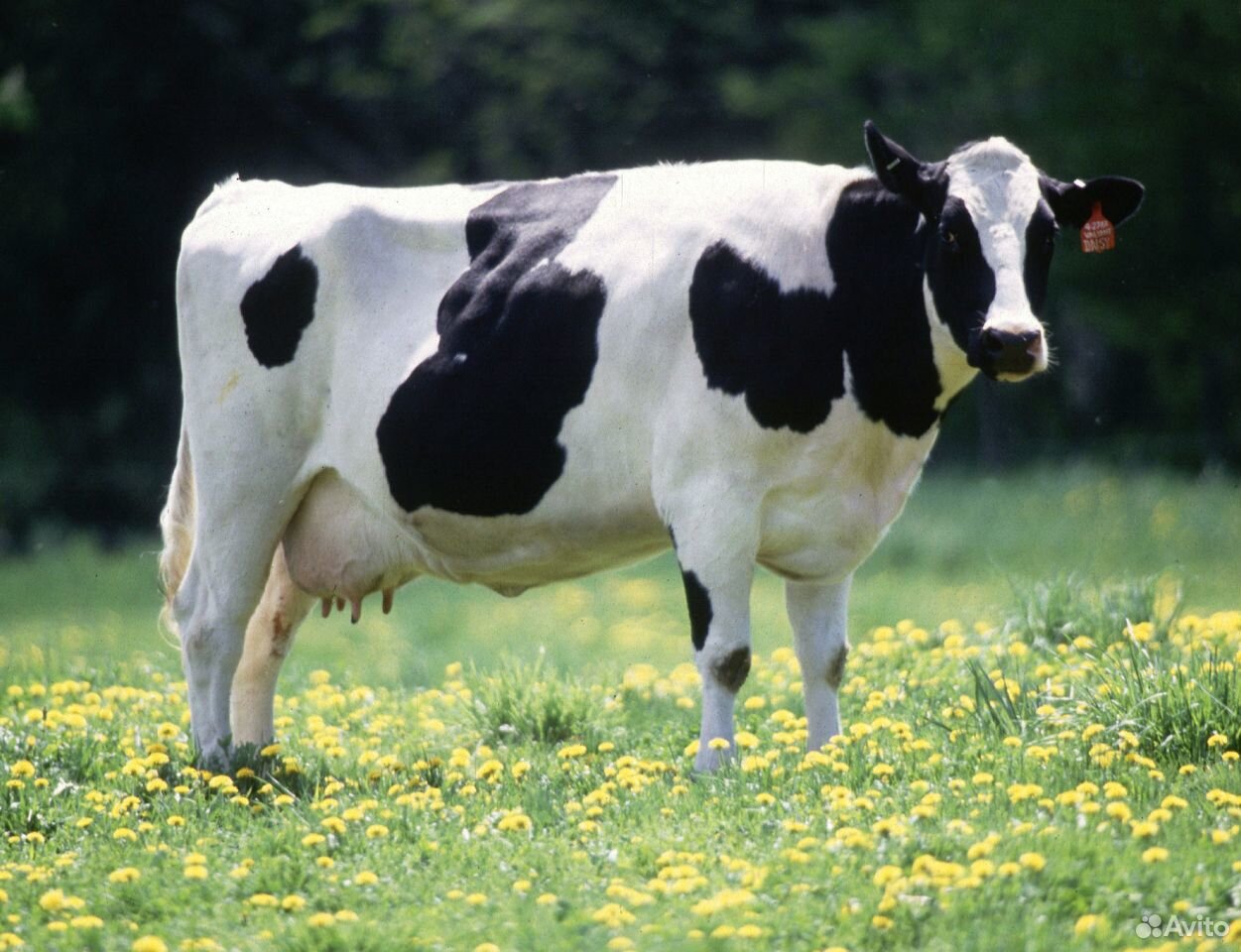 Стельная корова, телочка купить на Зозу.ру - фотография № 1