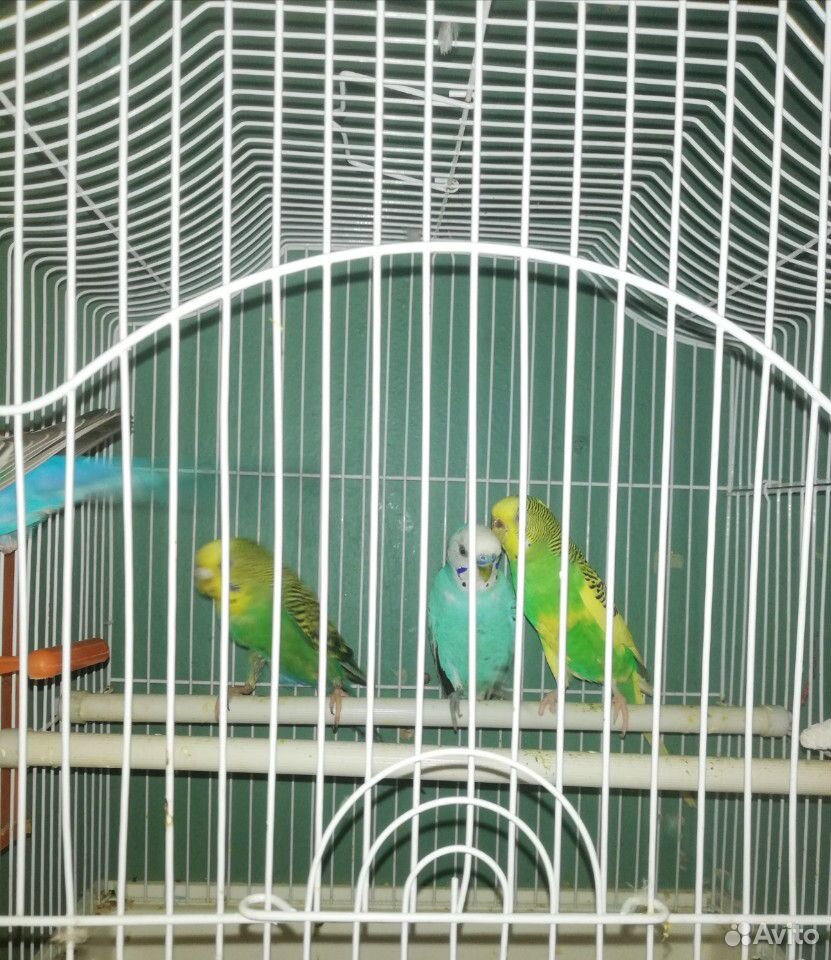 2 пары попугаев мж купить на Зозу.ру - фотография № 2
