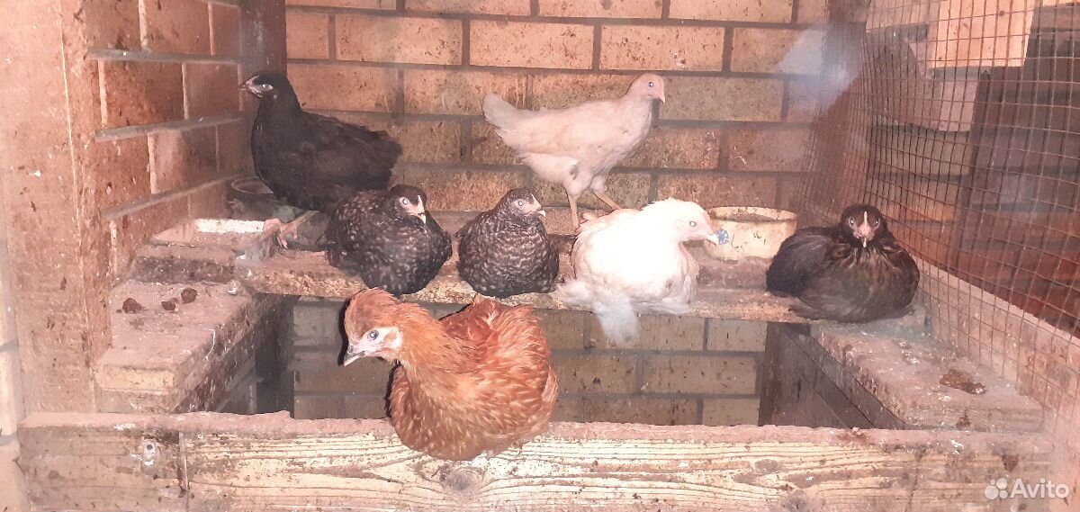 Цыплята и инкубационные яйца купить на Зозу.ру - фотография № 2