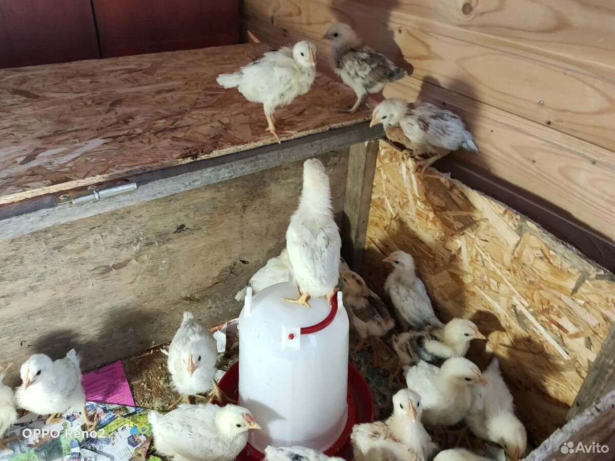 Цыплята кур несушек купить на Зозу.ру - фотография № 4