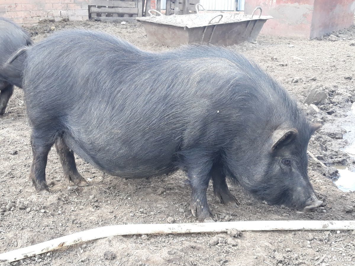 Беременная самка вьетнамской свиньи купить на Зозу.ру - фотография № 2