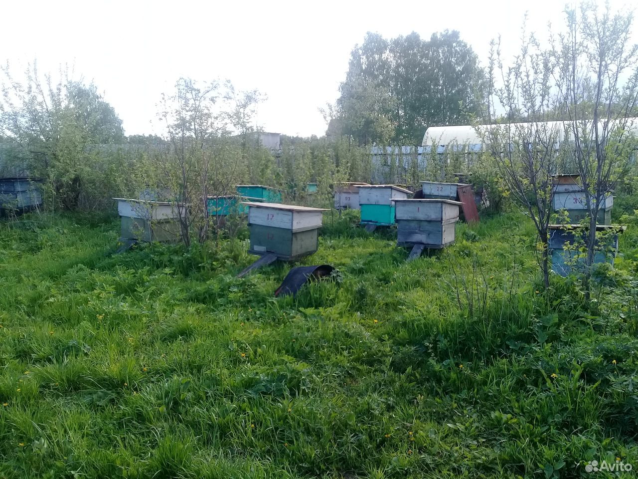 Пчелосемьи с инвентарьем купить на Зозу.ру - фотография № 1