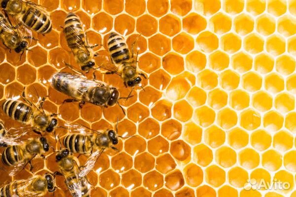Пчёлы с ульями купить на Зозу.ру - фотография № 1