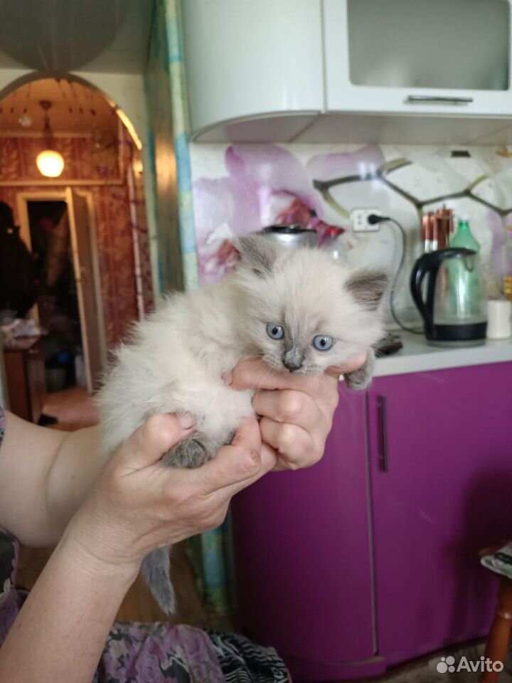 Котеночек кошечка купить на Зозу.ру - фотография № 5