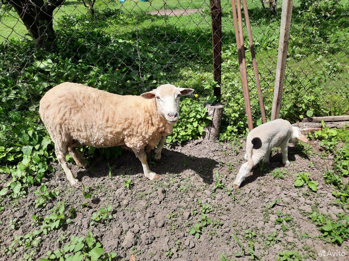 Овца породы Меринос с ягнятами купить на Зозу.ру - фотография № 2