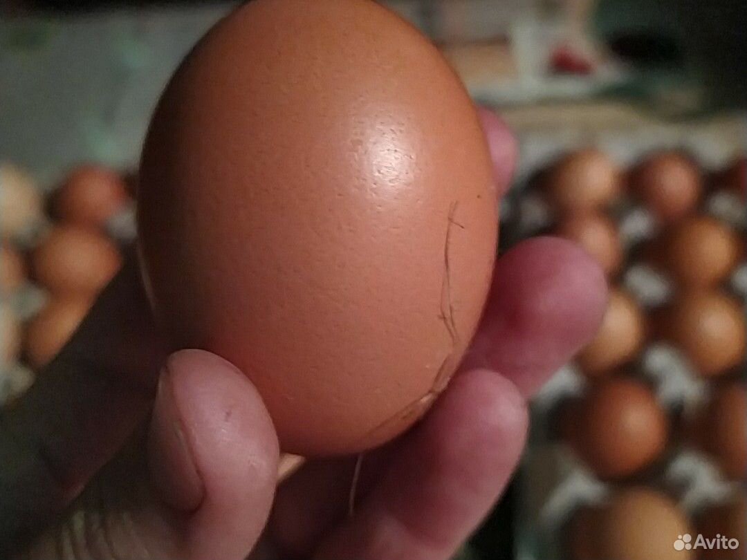 Яйцо куриное на корм скоту купить на Зозу.ру - фотография № 4