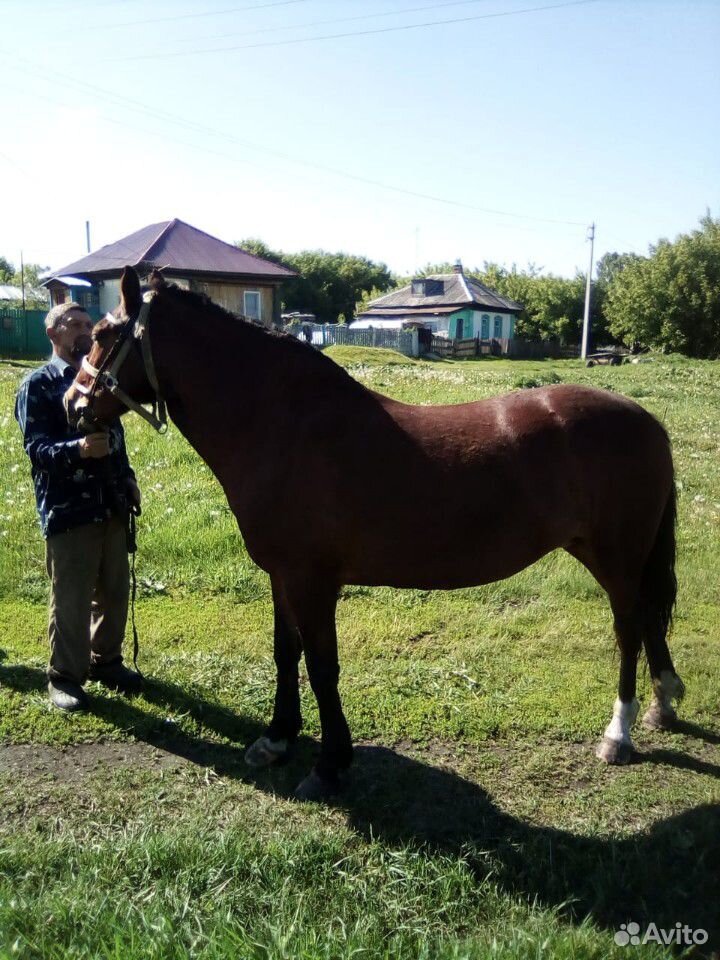 Кобыла,возраст 3 года, мать с тяжелых коней купить на Зозу.ру - фотография № 2