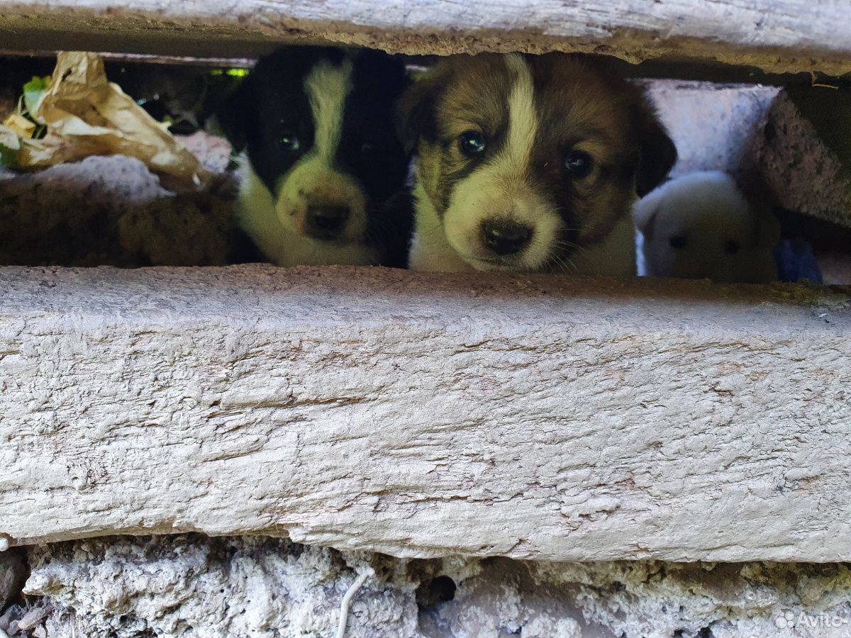 Маленькие щенята,нуждаются в хозяевах,не проходите купить на Зозу.ру - фотография № 6