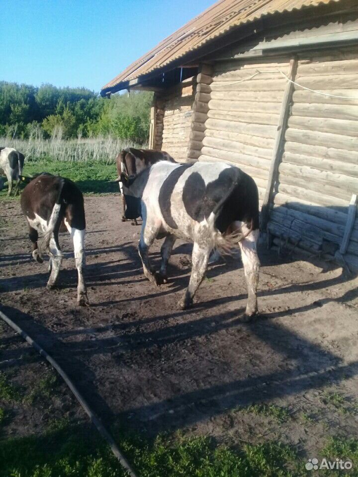 Коровы,быки,телки) купить на Зозу.ру - фотография № 2