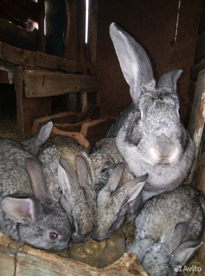 Кролики Советская шиншилла купить на Зозу.ру - фотография № 2