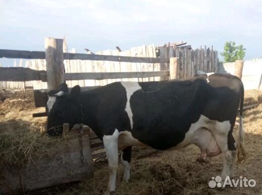 Корова (первотел) + теленок купить на Зозу.ру - фотография № 1