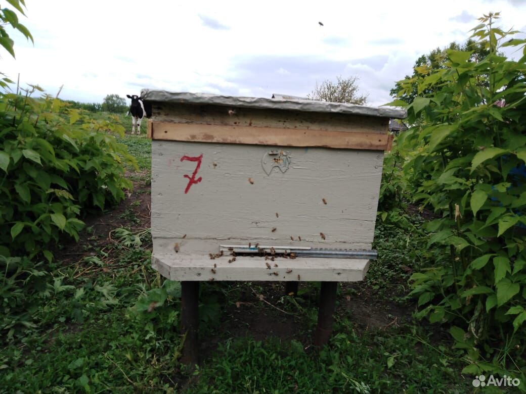 Продам пчел купить на Зозу.ру - фотография № 8